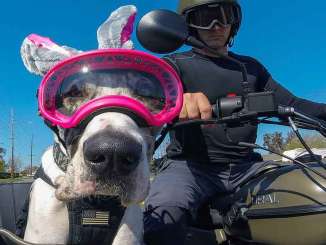 Waffles the Sidecar Dog - One Dog's Great Life on the Road