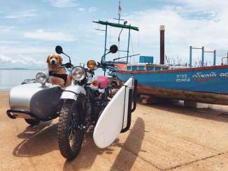 The Dog Days of Summer #sidecardog