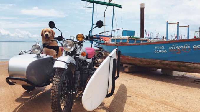 The Dog Days of Summer #sidecardog